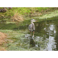 As with most Florida golf courses, water birds provide a pleasant diversion along the way at Windsor Parke G.C. in Jacksonville.