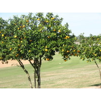 Citrus trees grow along many fairways at Highlands Reserve G.C. near Lakeland, Florida.